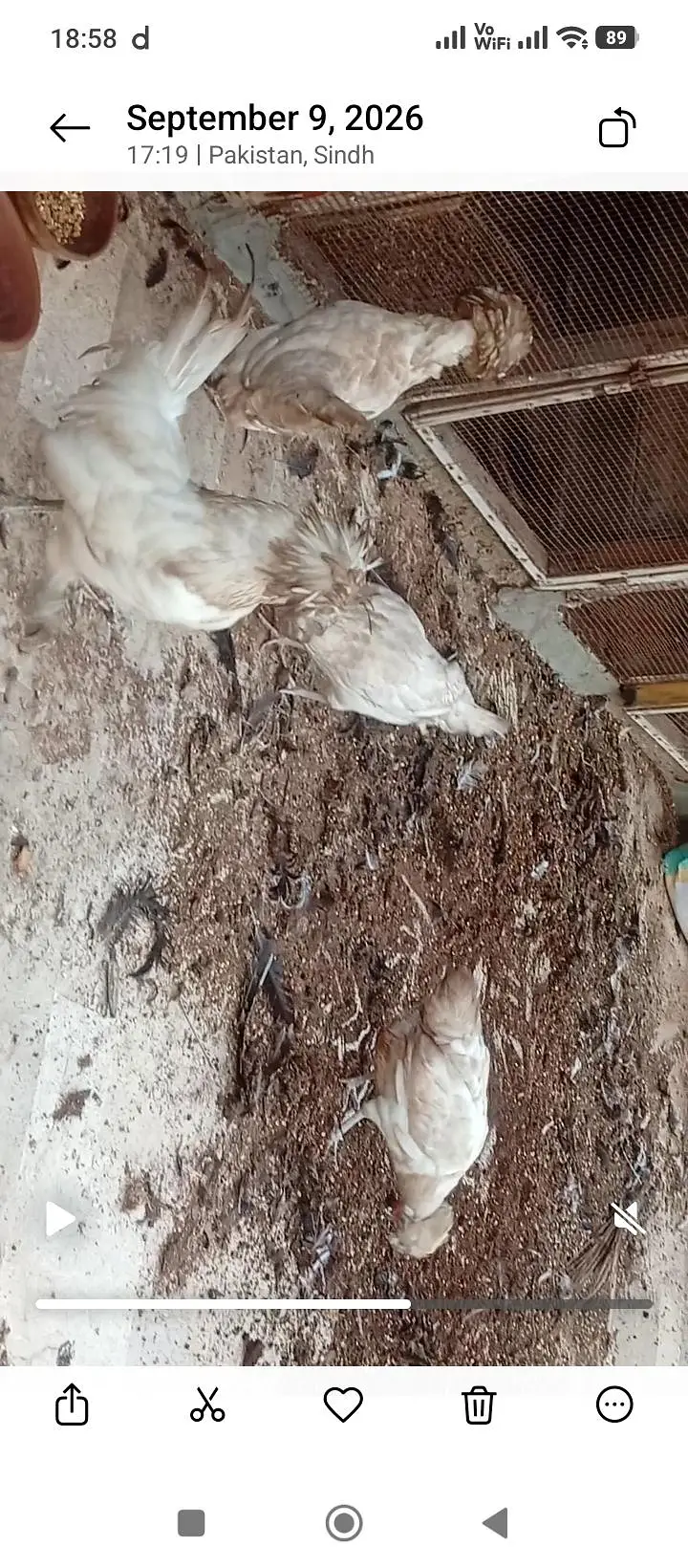 polish and Mili flower hens (03061340234) — photo 10