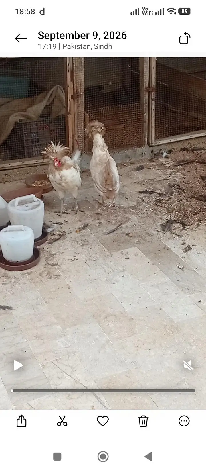 polish and Mili flower hens (03061340234) — photo 11