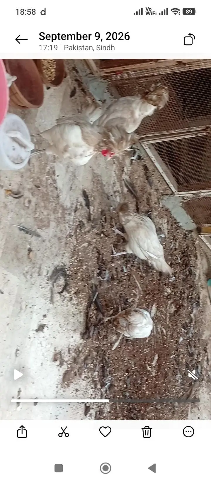 polish and Mili flower hens (03061340234) — photo 12