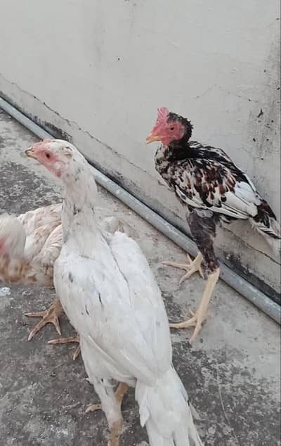 Bengum Jora For sale