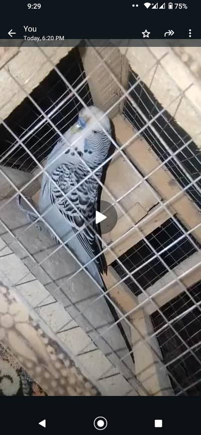 exi birds j8ns mail