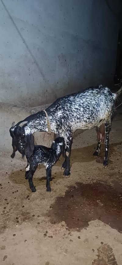 مکھی چینی بکری ساتھ 2 دن کی بچی ہے دودھ بچی ہے