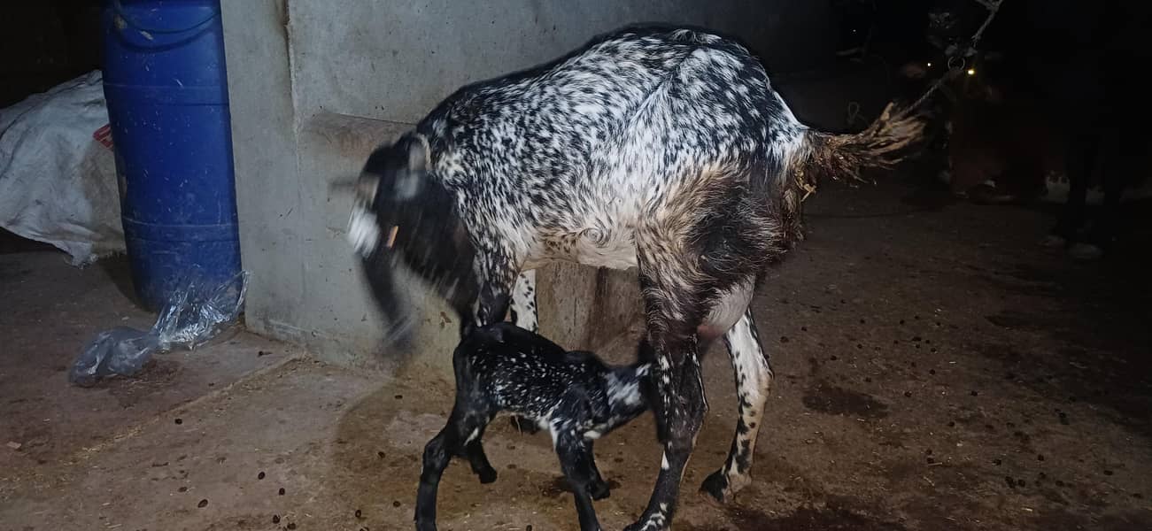 مکھی چینی بکری ساتھ 2 دن کی بچی ہے دودھ بچی ہے 3
