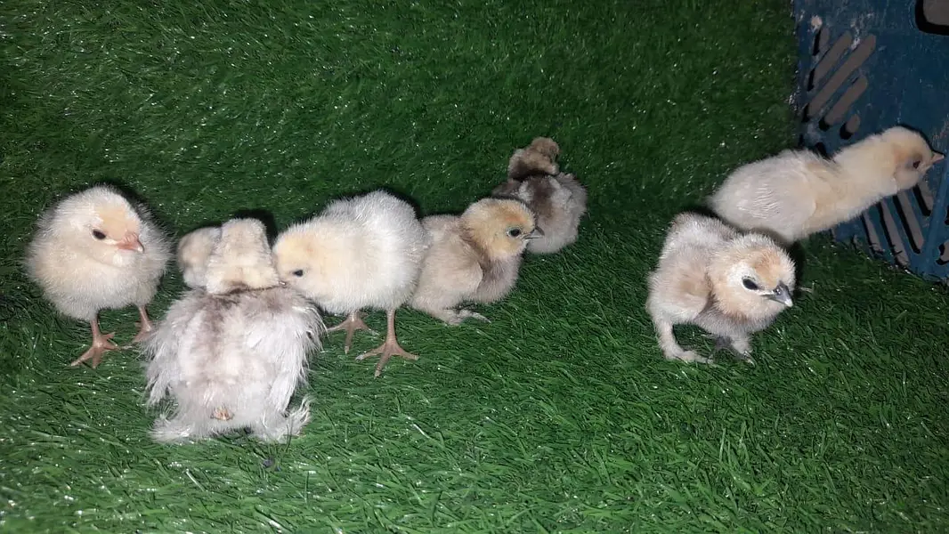 SILKI/SABRIGHT/KO SHAMO/EGGS/CHICKS/YOKOHAMA/WYANDOTTE/03162606360 — photo 8