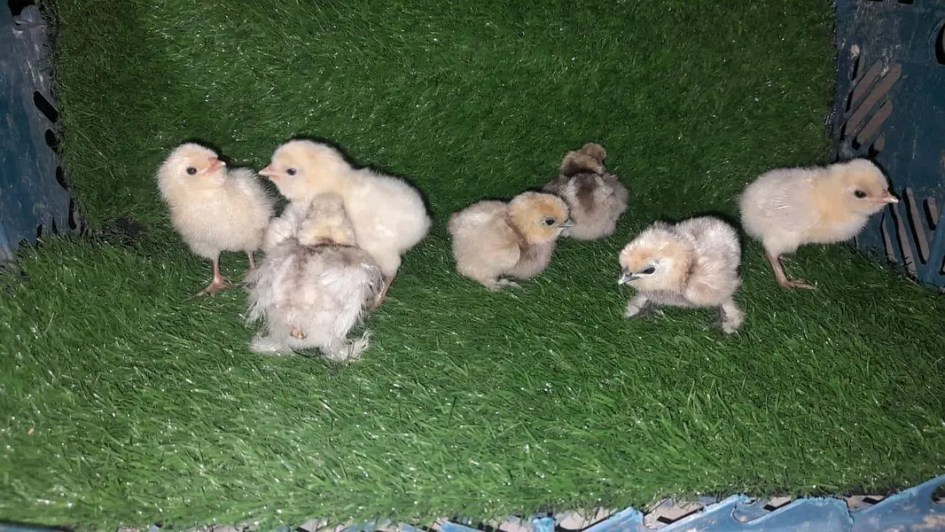 SILKI/SABRIGHT/KO SHAMO/EGGS/CHICKS/YOKOHAMA/WYANDOTTE/03162606360 — photo 9