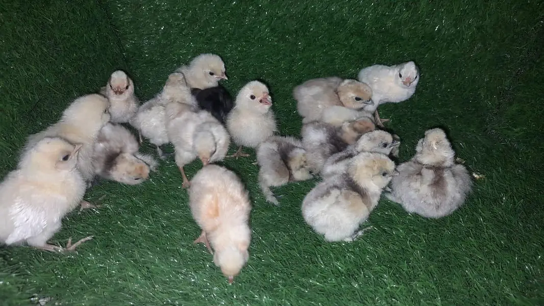 SILKI/SABRIGHT/KO SHAMO/EGGS/CHICKS/YOKOHAMA/WYANDOTTE/03162606360 — photo 10
