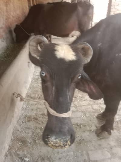 dosra sua ha bhins bohta achi ha dod 11 kg wazan kar k ha