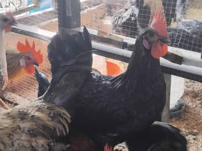Roosters for sale
