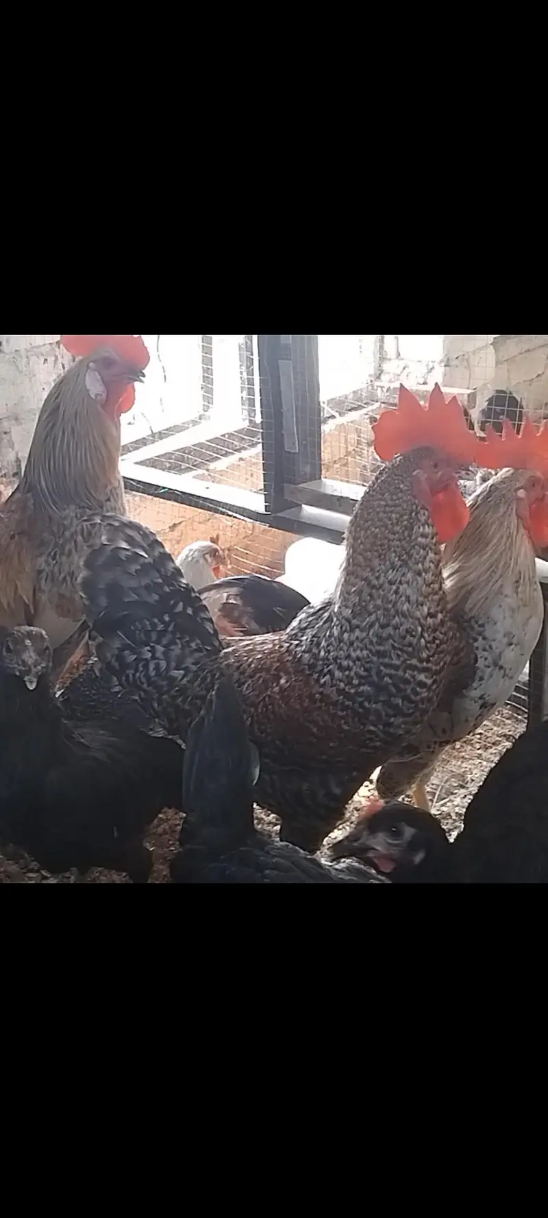 Roosters for sale — photo 2