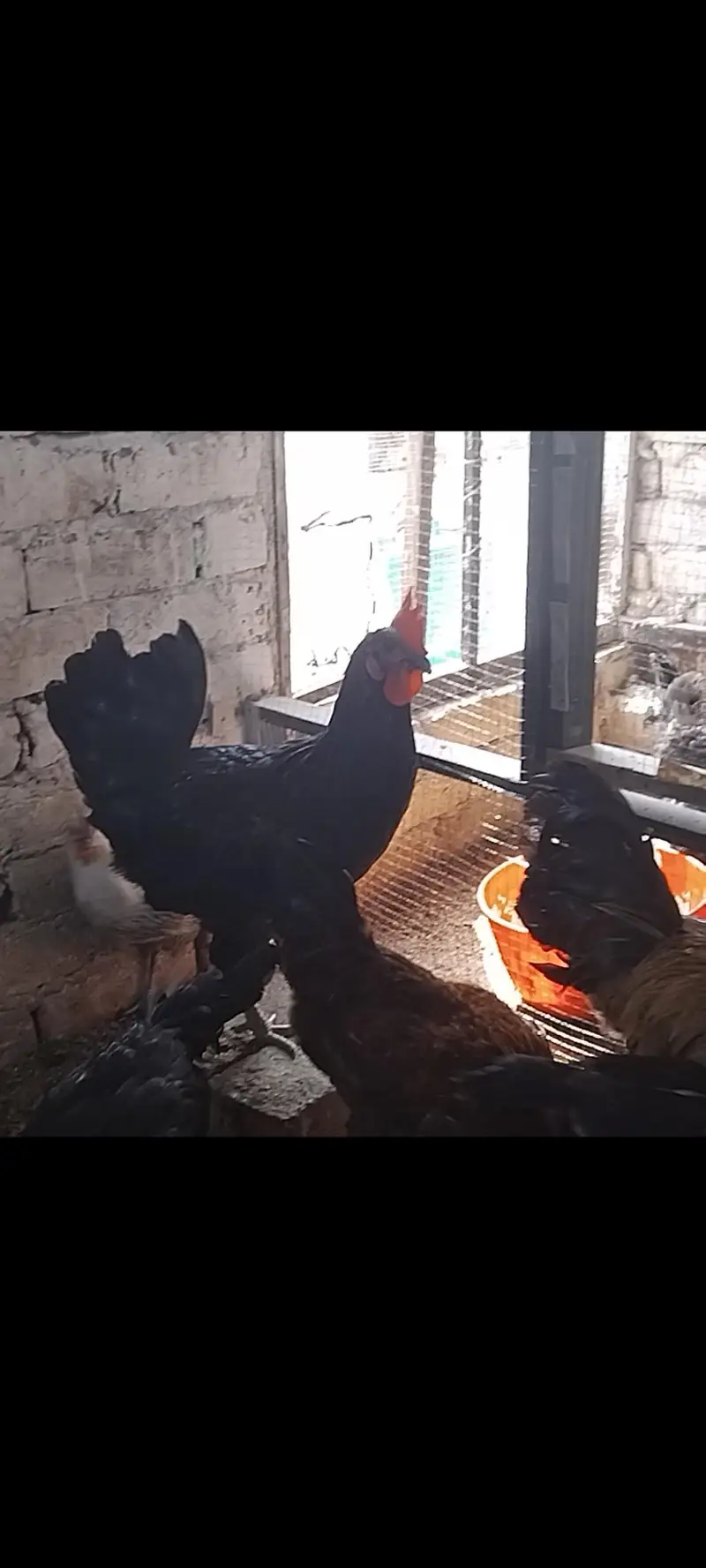 Roosters for sale — photo 3