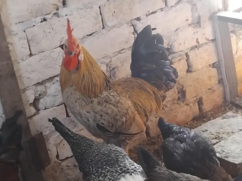 Roosters for sale — photo 4