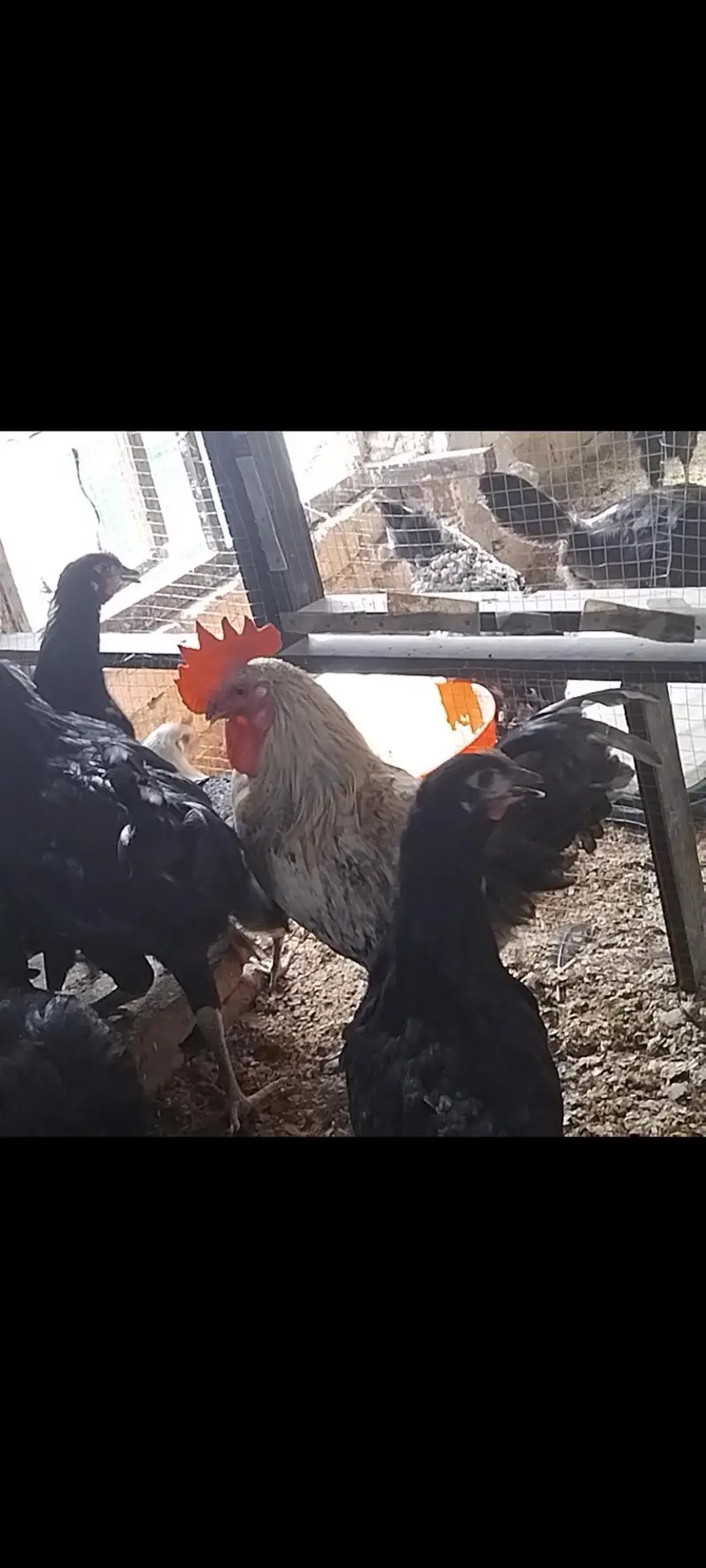 Roosters for sale — photo 5