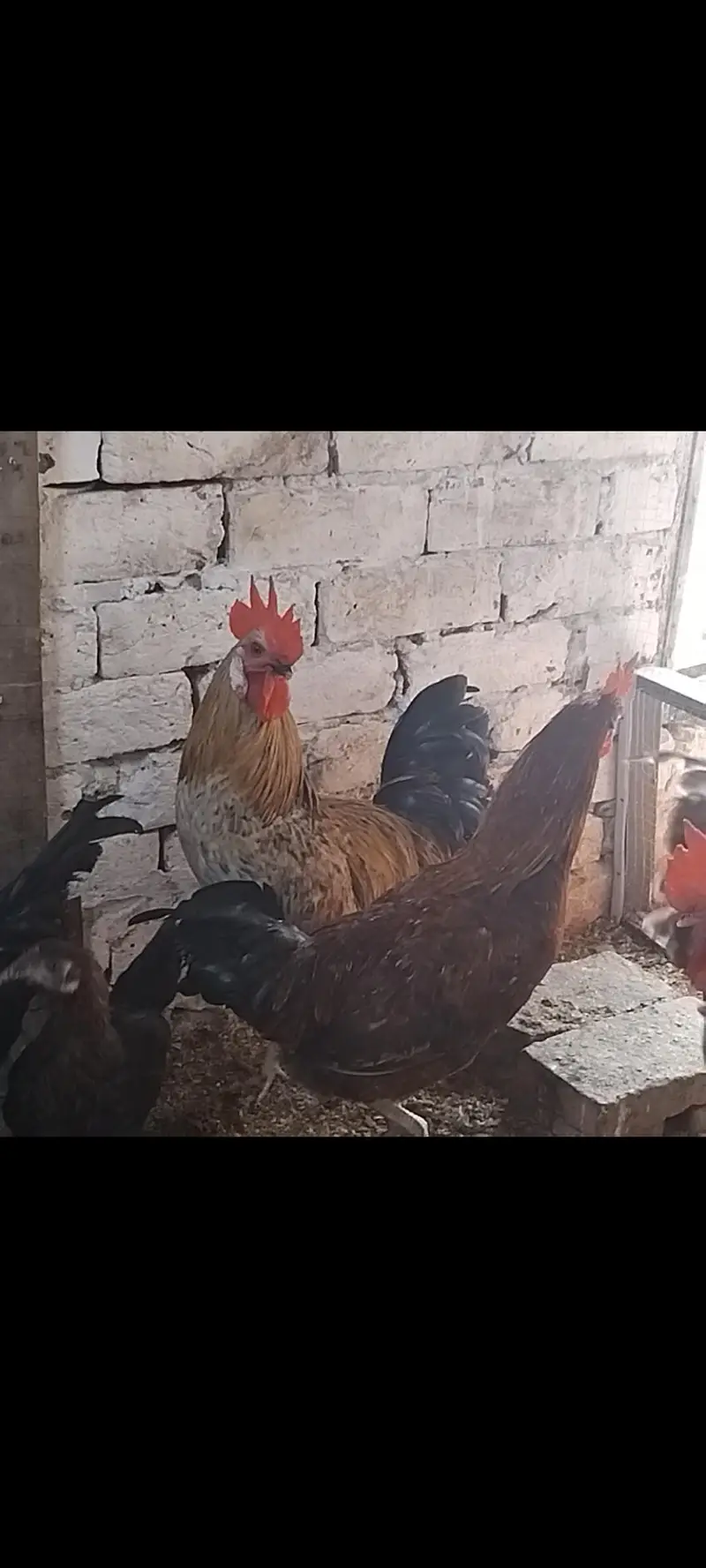 Roosters for sale — photo 6