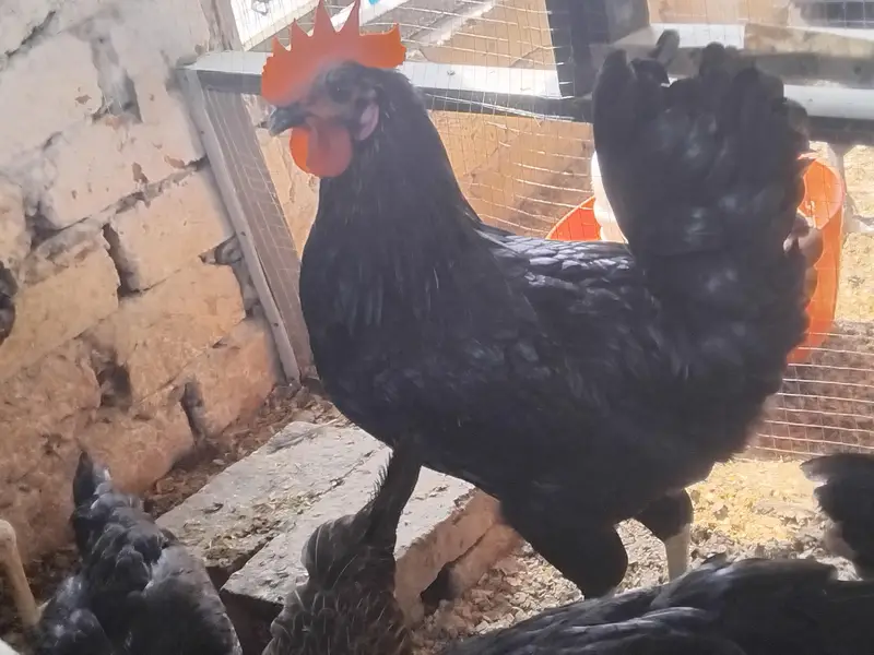Roosters for sale — photo 7