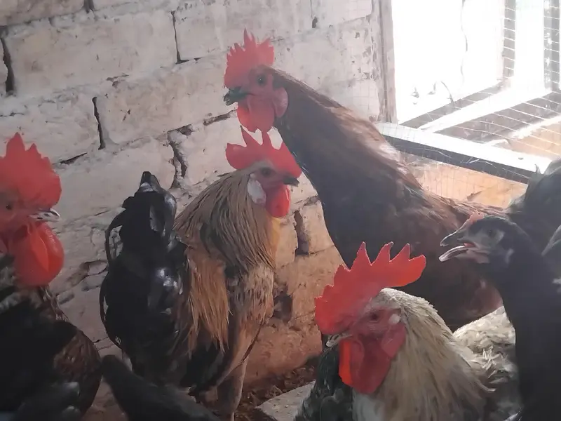 Roosters for sale — photo 8