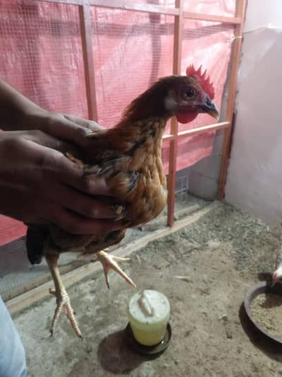 Golden Misri both available male and female
