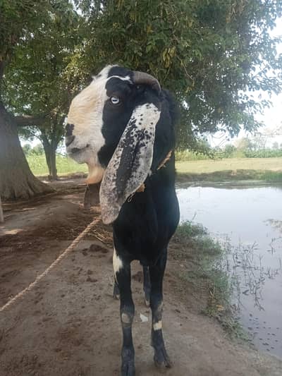 dasi cros  bakra