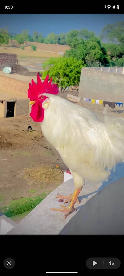 good formi hens