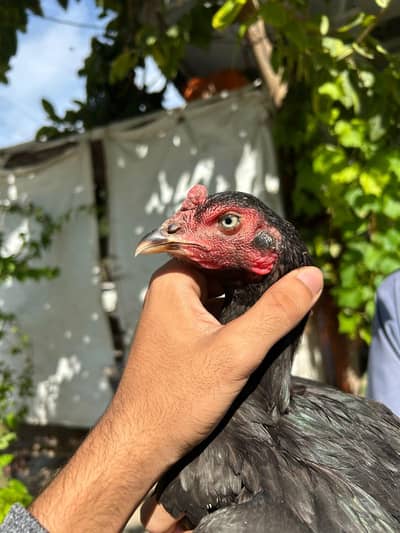 Aseel Bird