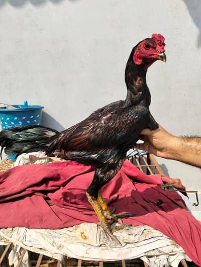 burmi pakoy male