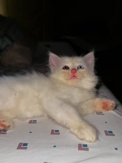Female kitten