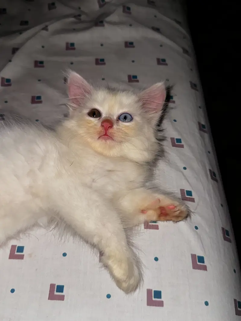 Female kitten — photo 2