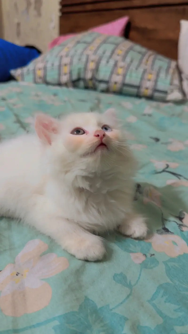 Female kitten — photo 3