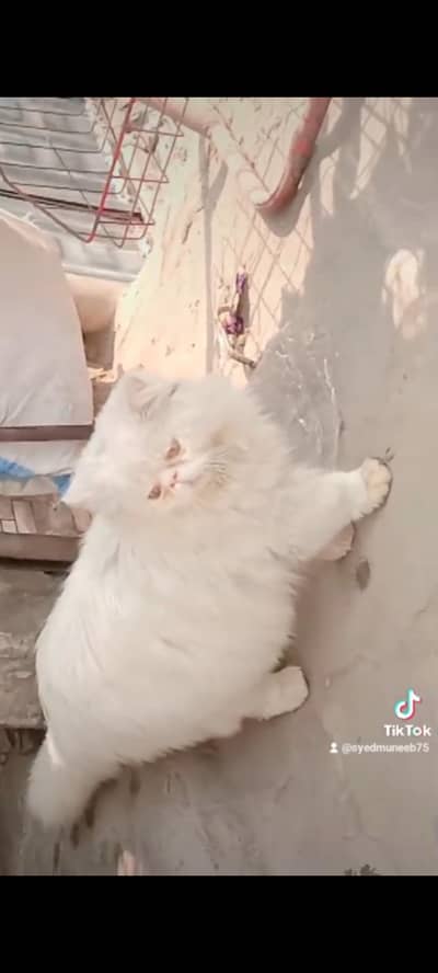 stud male not for sale picki face wait coloure