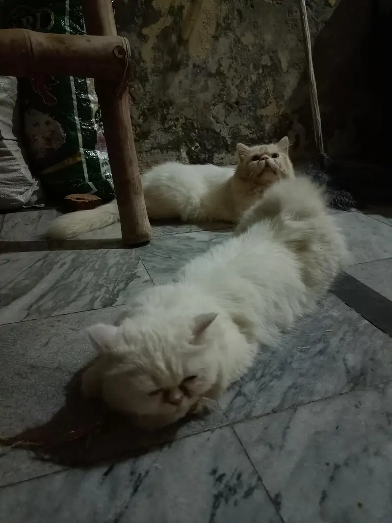 stud male not for sale picki face wait coloure — photo 3