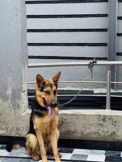 Friendly & Obedient German Shepherd for Sale
