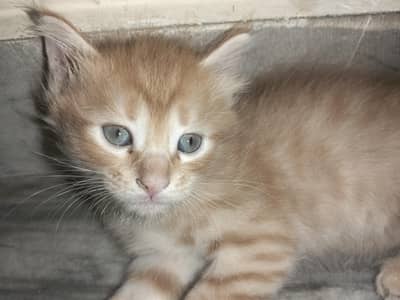 Well-Trained Kittens Looking for Loving & Responsible Families.