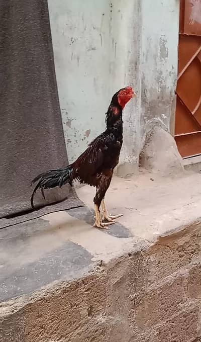 burmi + male long height & pure mianwali female