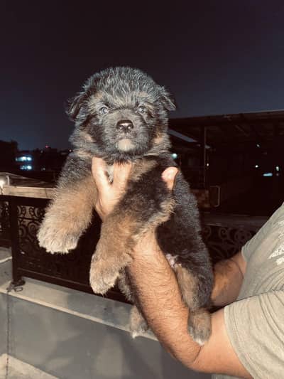 German Shepherd Puppies Available – 1 Male & 3 Females