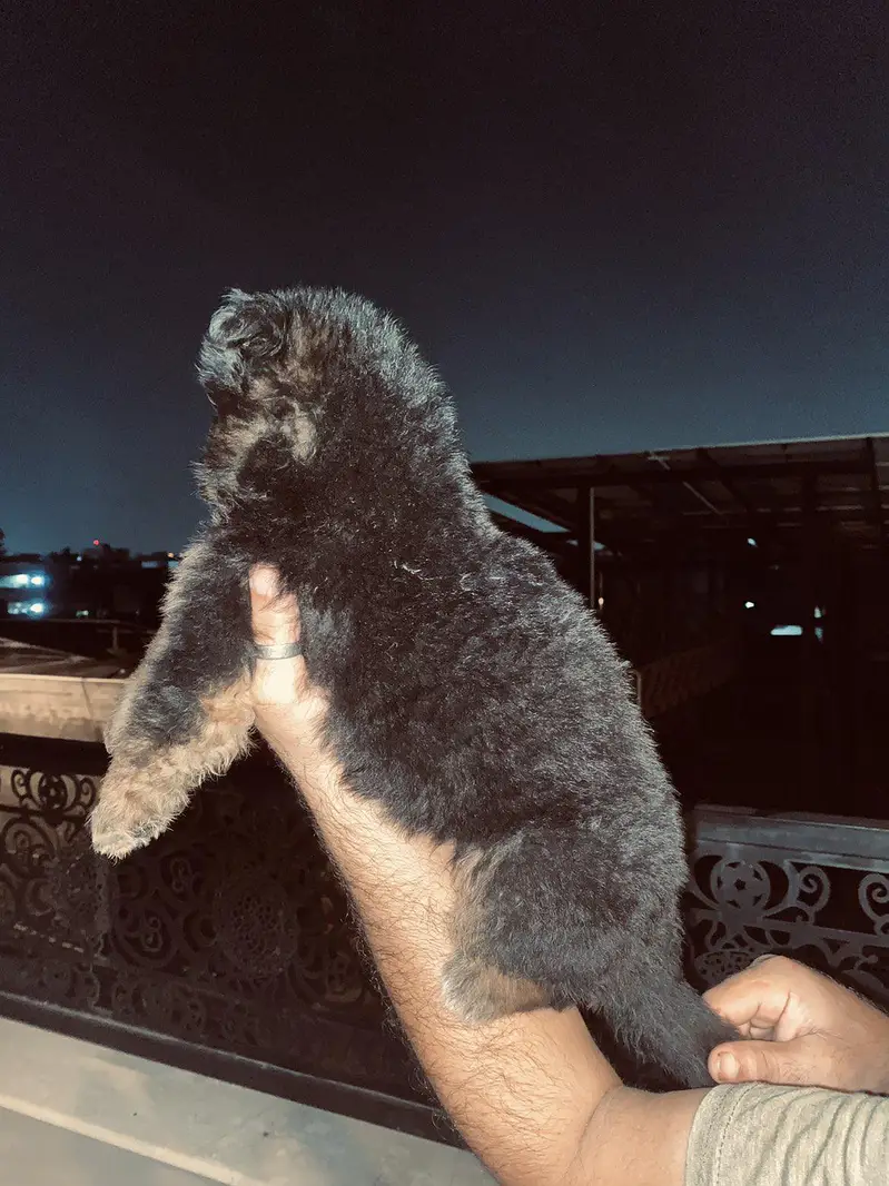 German Shepherd Puppies Available – 1 Male & 3 Females — photo 2