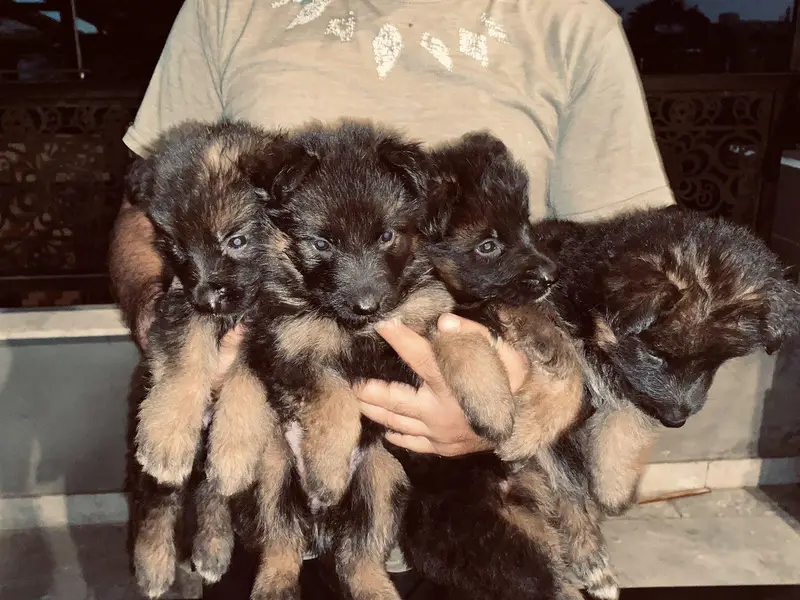 German Shepherd Puppies Available – 1 Male & 3 Females — photo 3