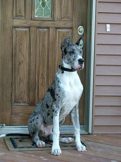 Great Dane pair available looking for a new home