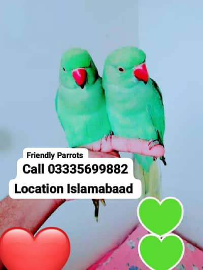Single 6,000 Hand Tamed Friendly Green Ring Neck Parrot's Male/Female