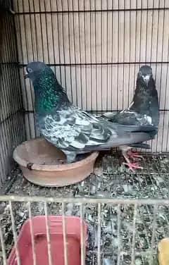pigeon