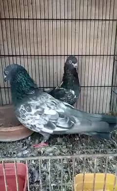 pigeon 1
