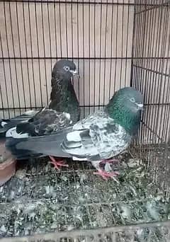 pigeon 2