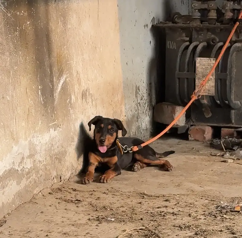 Rottwiler puppy — photo 3