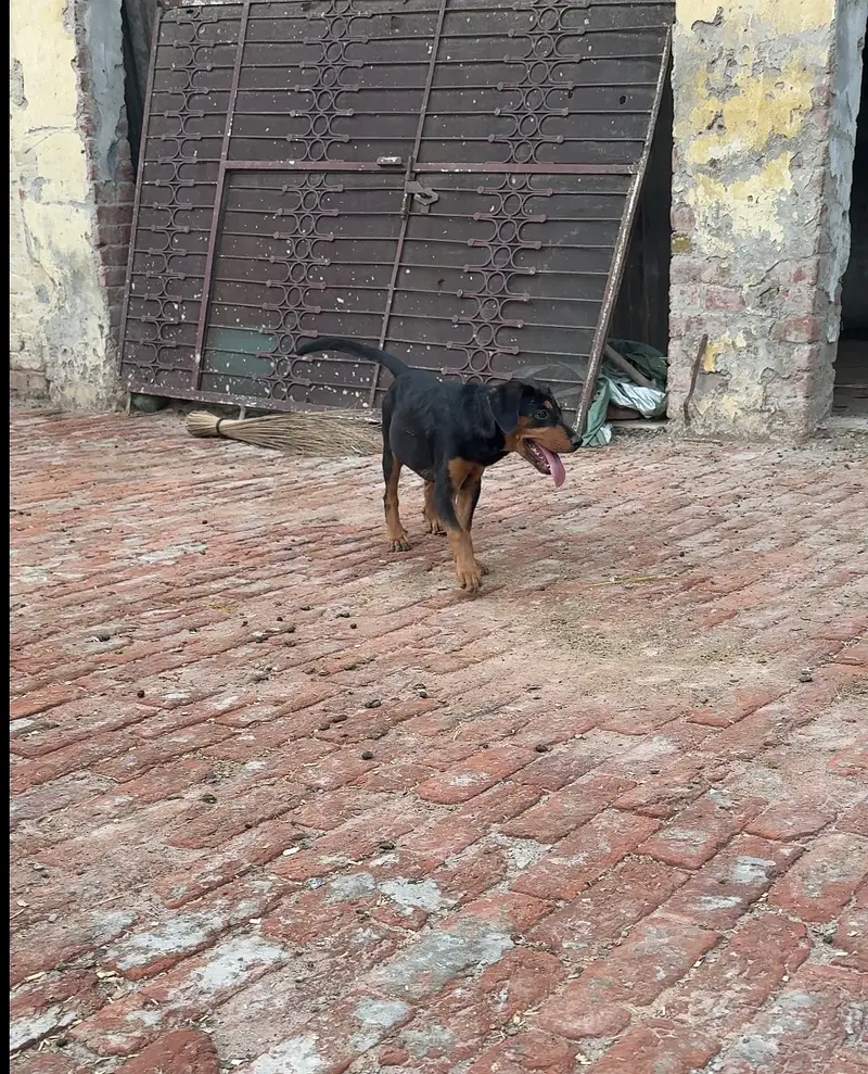Rottwiler puppy — photo 4