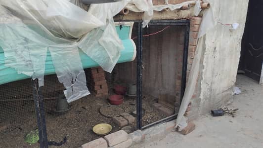 Murgi aur Janwaro ka Bara Pinjra 22x5 Feet - Chatt aur Tirpal k Sath