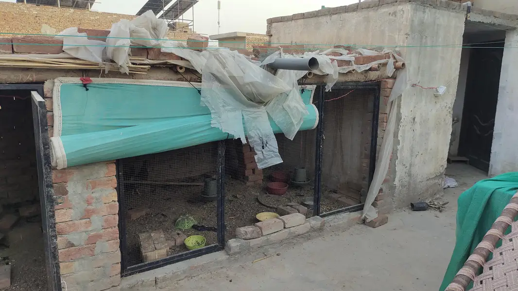 Murgi aur Janwaro ka Bara Pinjra 22x5 Feet - Chatt aur Tirpal k Sath — photo 4