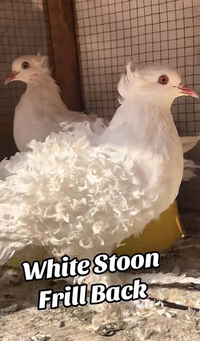 Full White FrillBack Pair
