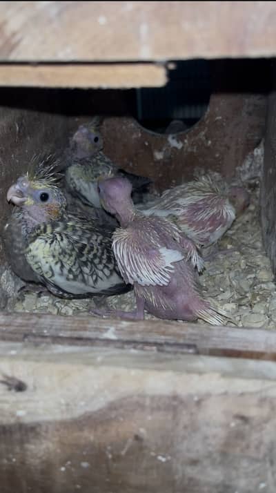 Cocktail chicks