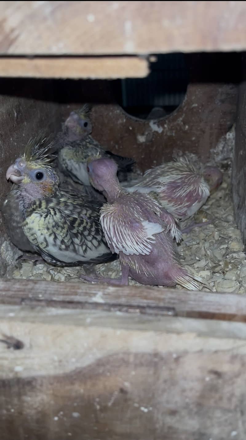 Cocktail chicks 0