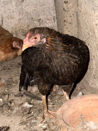 Aseel 2 Hens