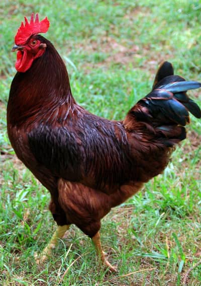 Home Grown egg laying Hens+Rosters