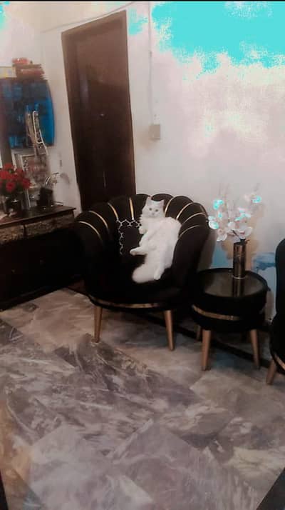 pesian Tripal cotted Male kitten very Healthy loving